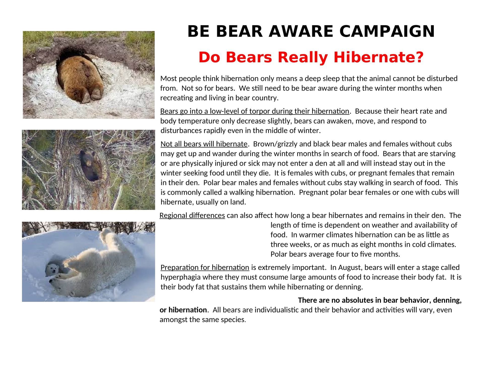 Bear Hibernation Fact Sheet
