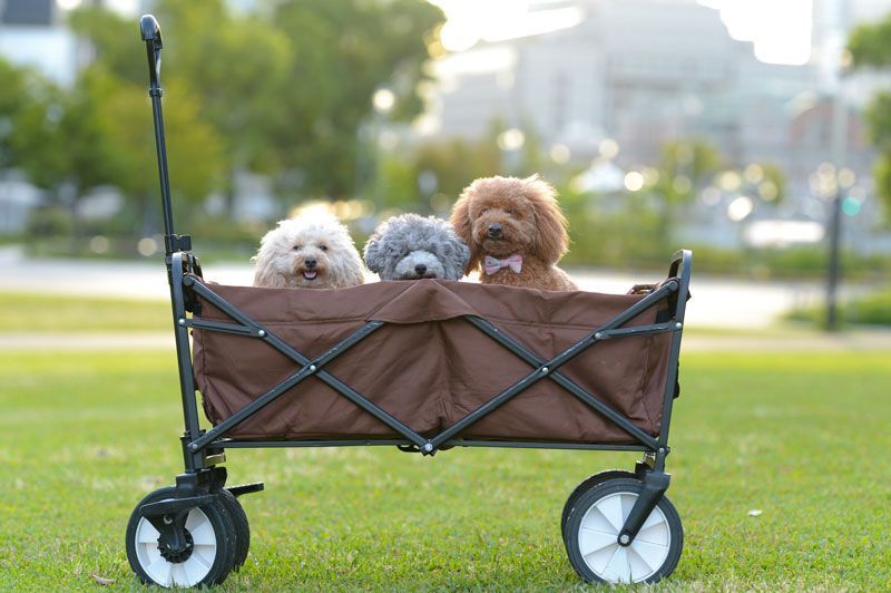 Three Cute Small Dogs
