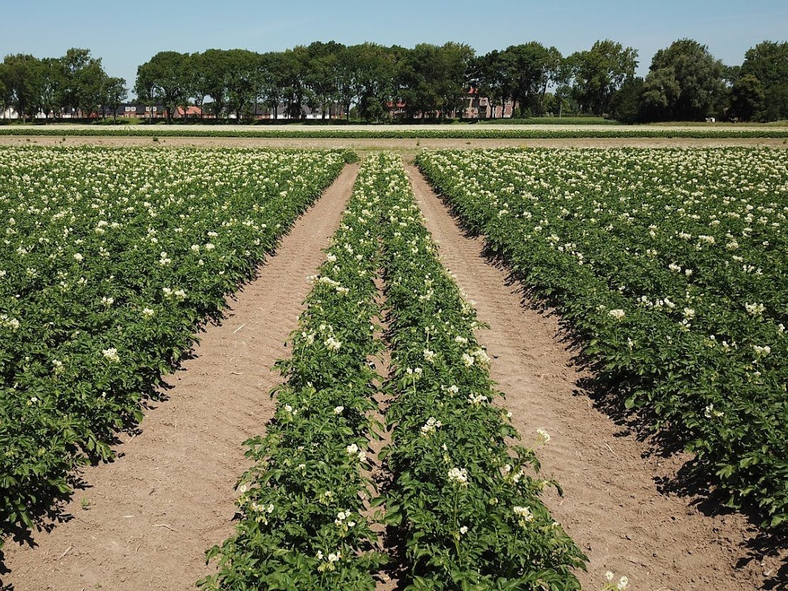 Natuurlijke gewasbescherming het Buijtenland van Rhoon