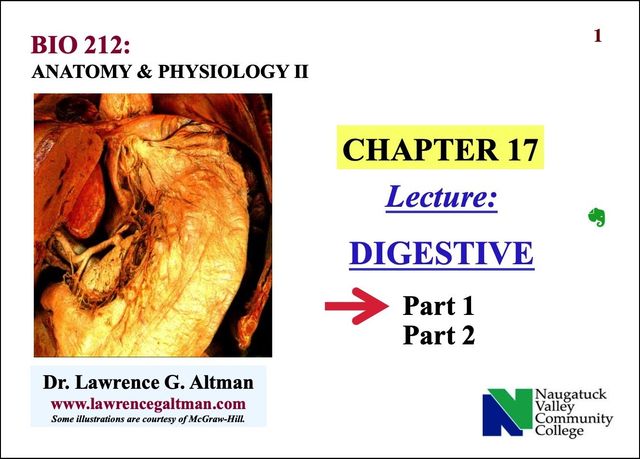 LAB Test 3 Pelvic