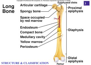 LAB Test 3 Bones Intro