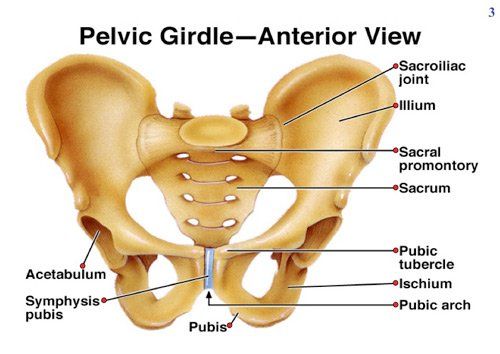 A&P Bone Test: Pelvic Girdle and Lower Limb Diagram