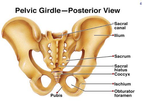 Bones of the pelvic girdle and lower limb - 3D scene - Mozaik Digital  Education and Learning