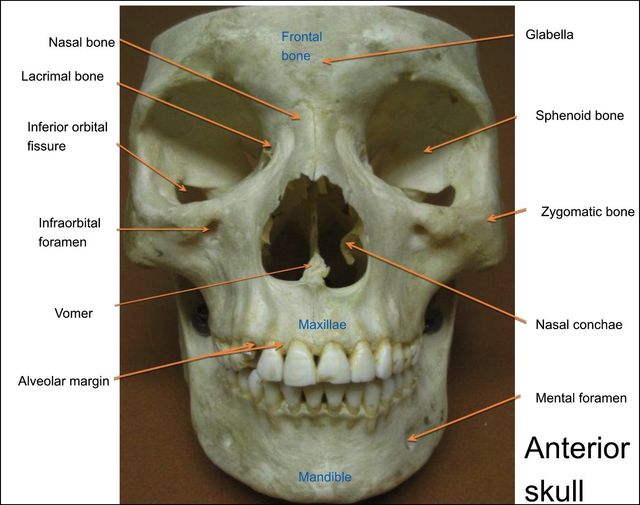 Skull: Anatomy, structure, bones, quizzes