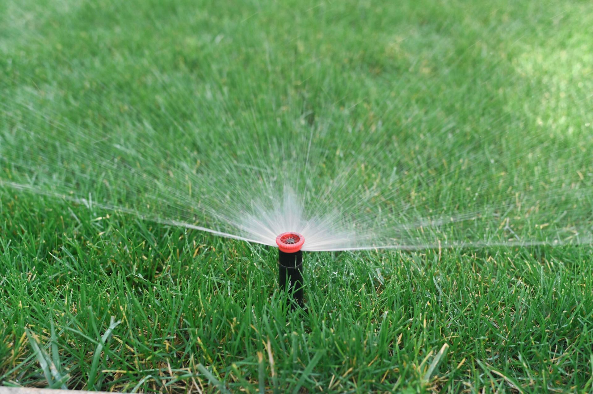 Lawn sprinkler spraying water over green grass