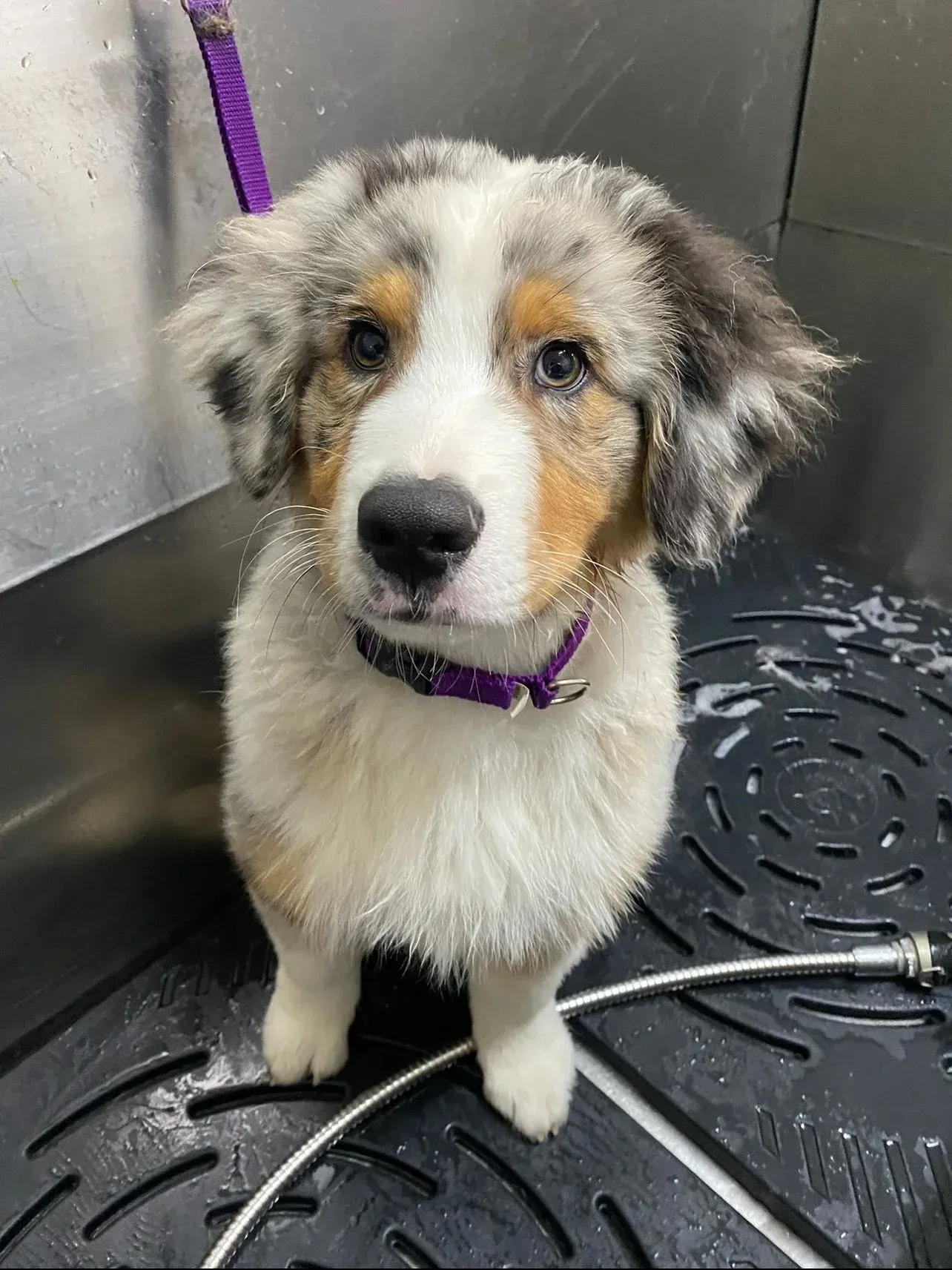 A Puppy With a Purple Collar is Sitting on a Mat in a Sink — Pams Dog Day Club In Moolap, VIC

