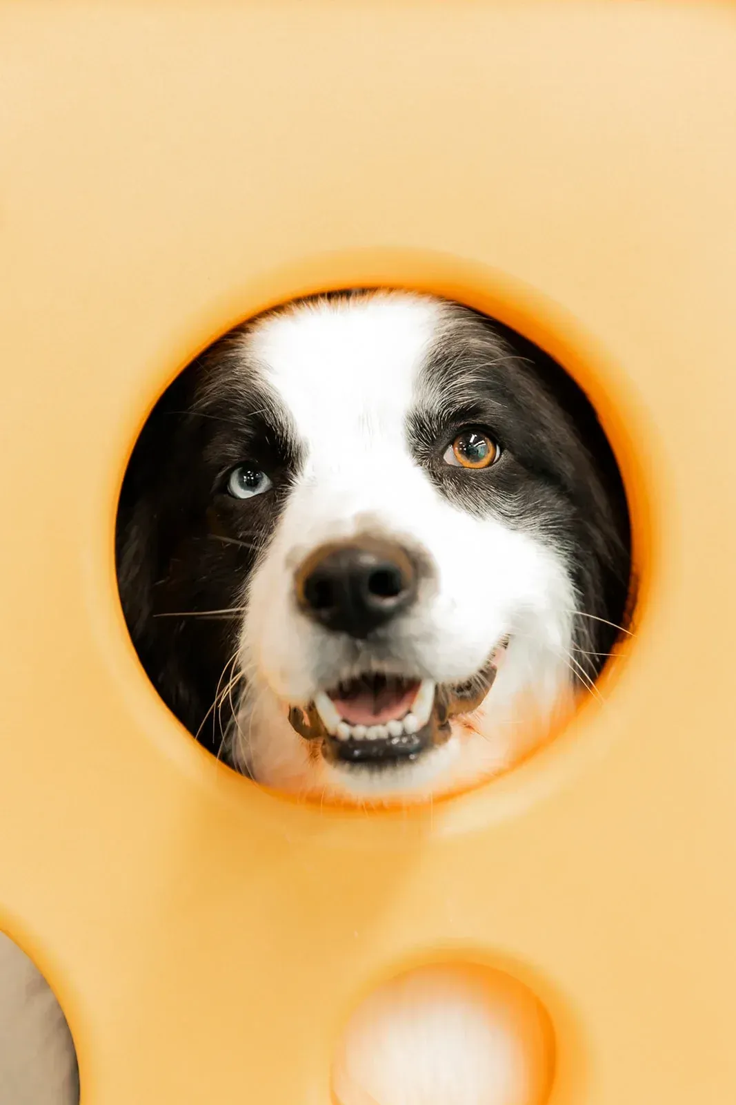 A Black and White Dog is Looking Through a Hole — Pams Dog Day Club In Moolap, VIC