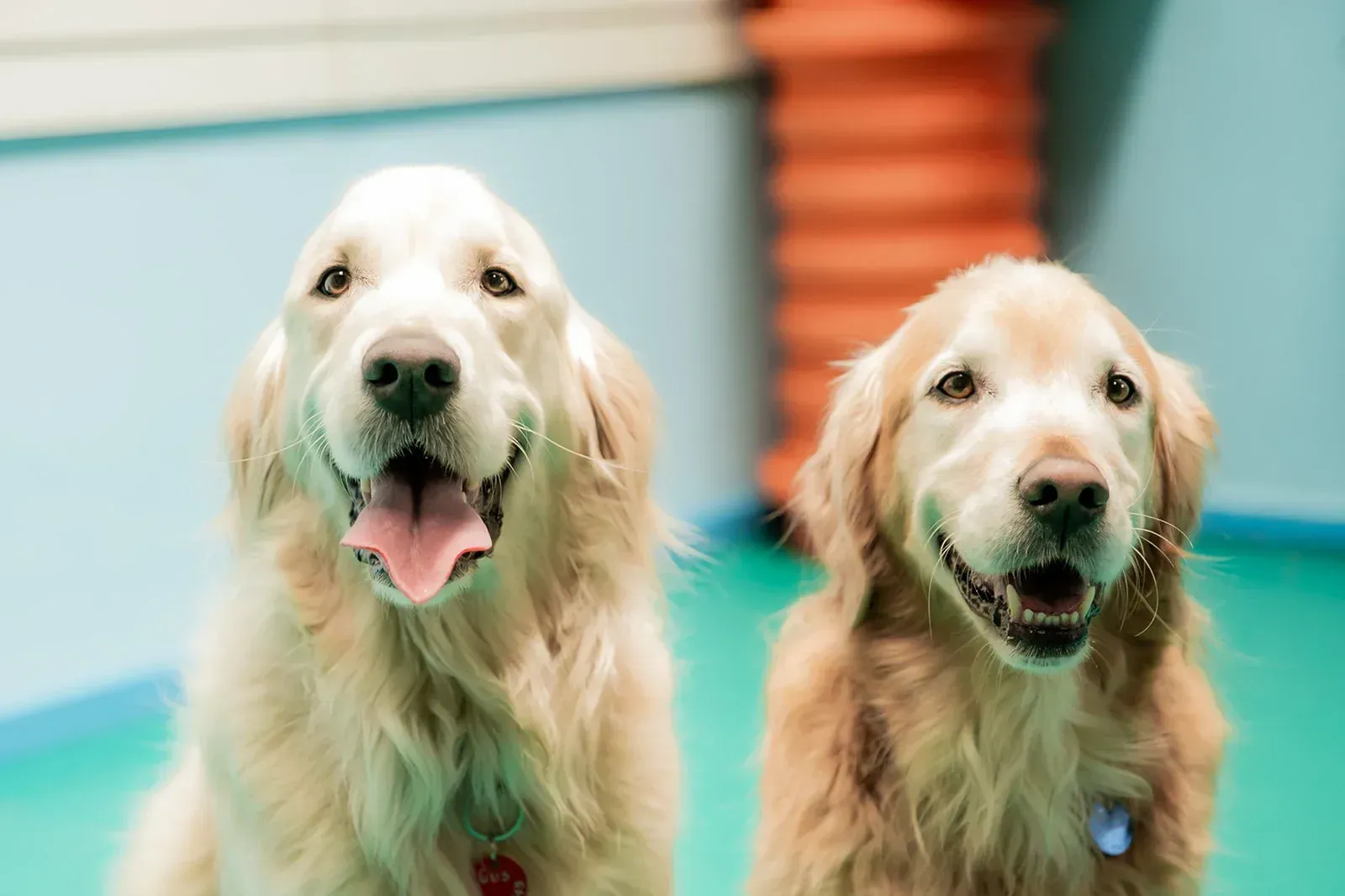 Two Dogs Are Sitting Next to Each Other — Pams Dog Day Club In Moolap, VIC