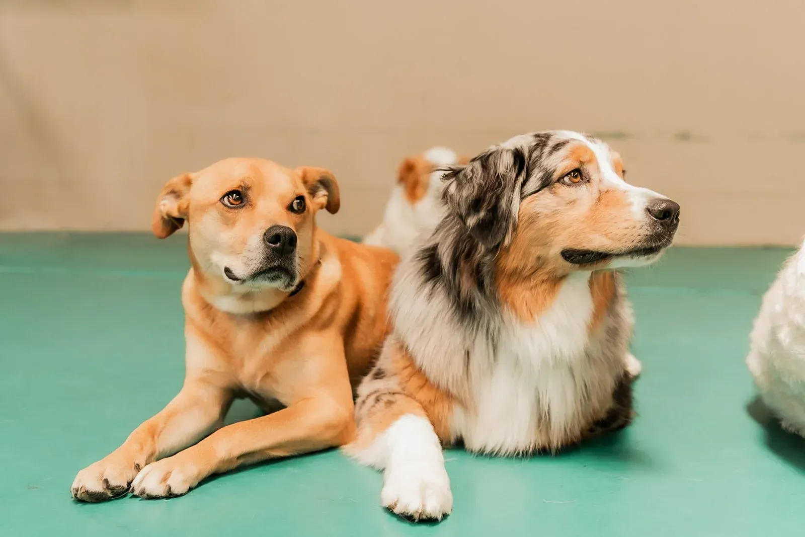 Two Dogs Are Laying Next to Each Other on a Green Mat — Pams Dog Day Club In Moolap, VIC