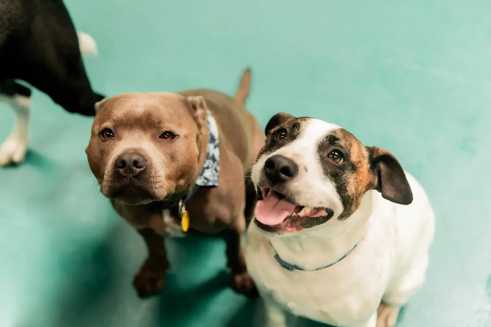 Two Dogs Are Sitting Next to Each Other on a Green Floor and Looking Up at the Camera — Pams Dog Day Club In Moolap, VIC