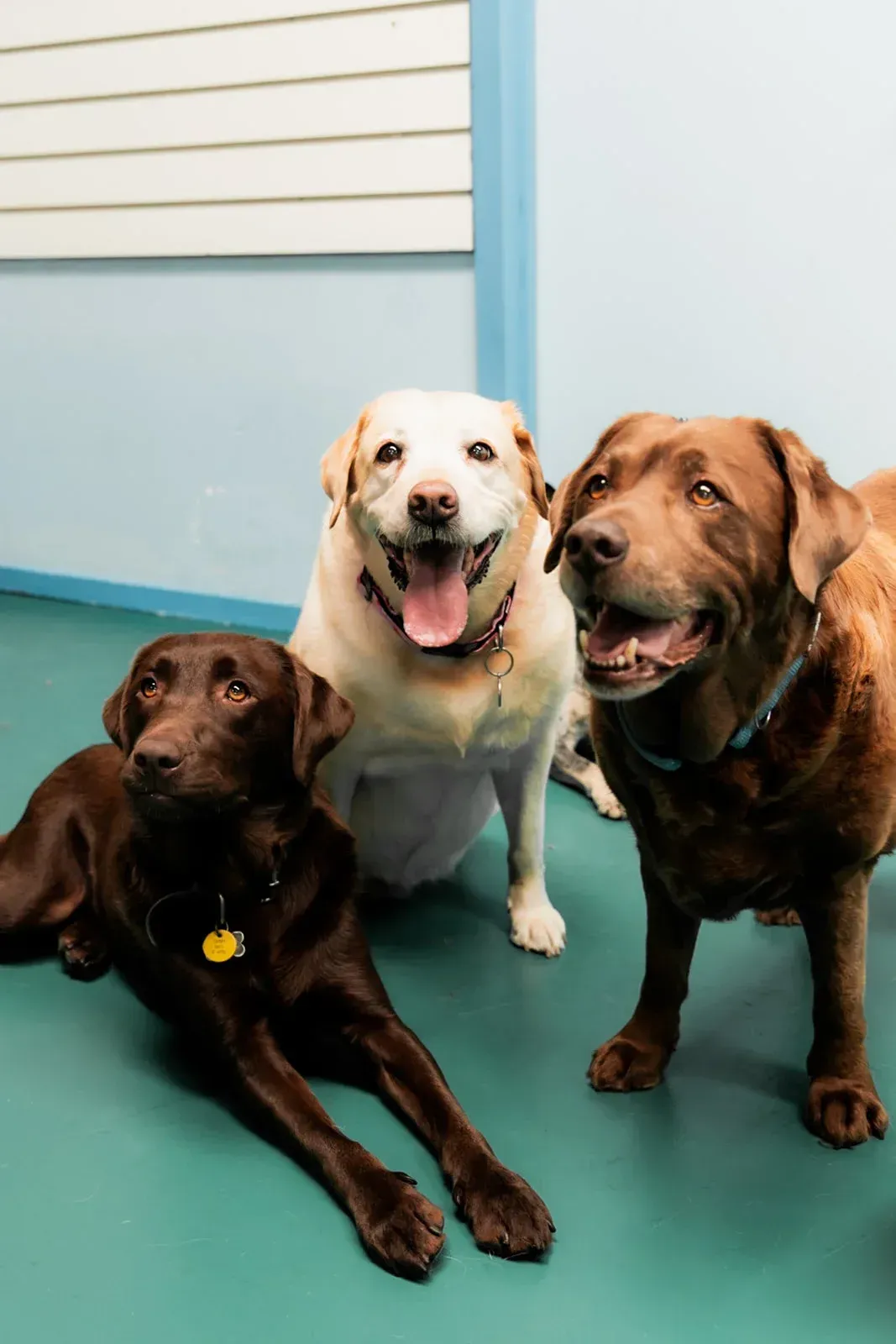 Three Dogs Are Standing Next to Each Other on a Green Floor — Pams Dog Day Club In Moolap, VIC

