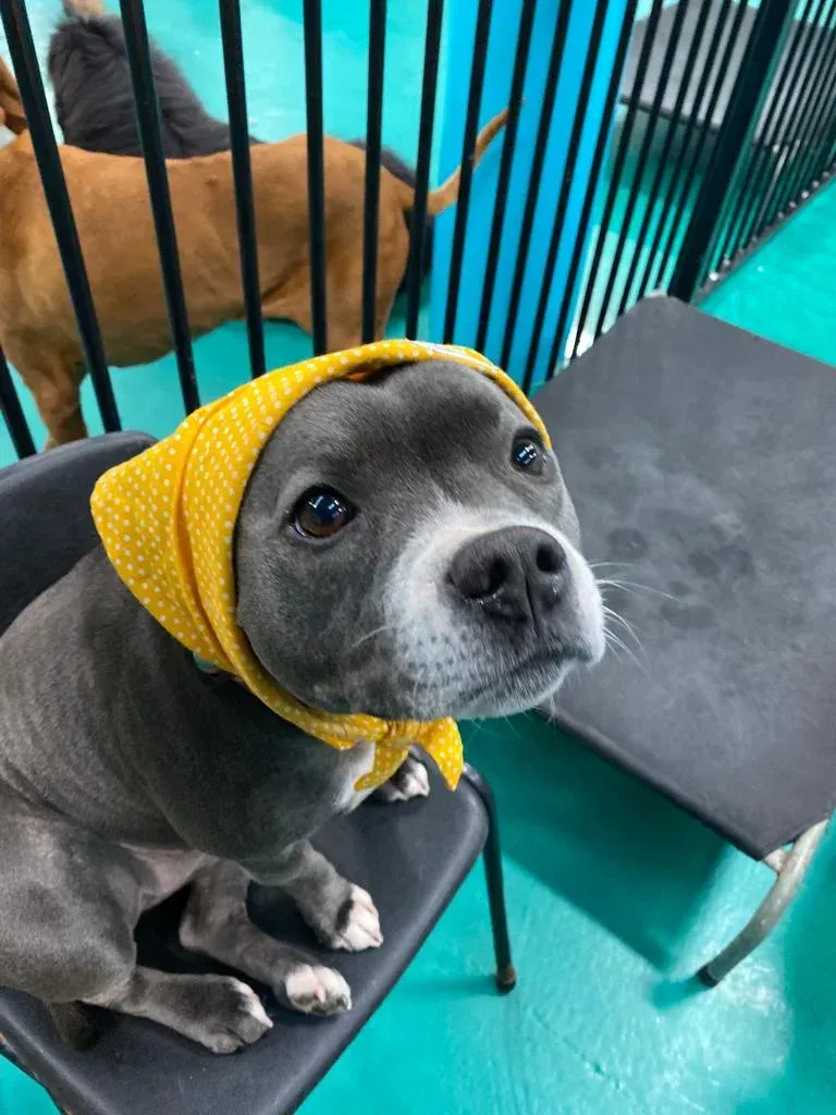 A Dog Wearing a Yellow Head Scarf is Sitting in a Chair — Pams Dog Day Club In Moolap, VIC
