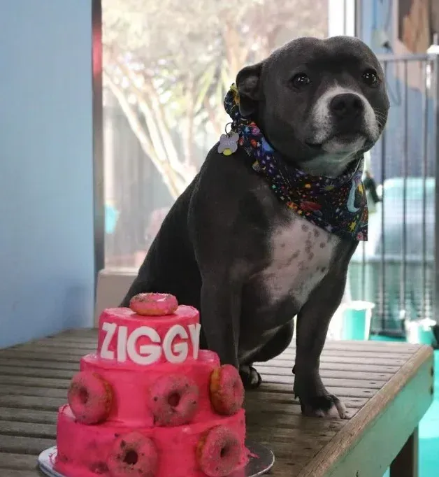 A Dog Sitting Next to a Pink Cake That Says Ziggy — Pams Dog Day Club In Moolap, VIC