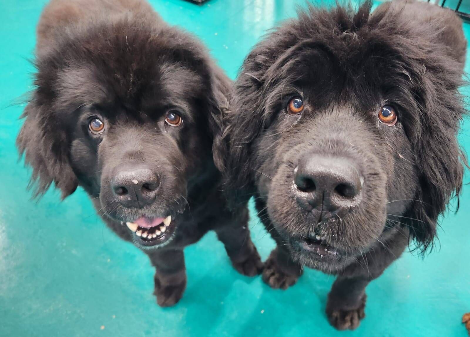A Person is Holding a Microphone in Front of Two Dogs — Pams Dog Day Club In Moolap, VIC
