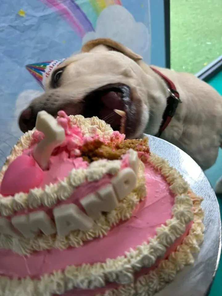 A Dog is Eating a Cake — Pams Dog Day Club In Moolap, VIC