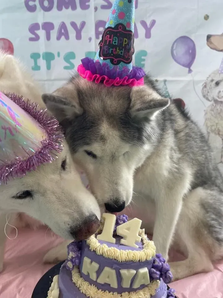 Two Husky Dogs Wearing Party Hats Are Sniffing a Birthday Cake — Pams Dog Day Club In Moolap, VIC
