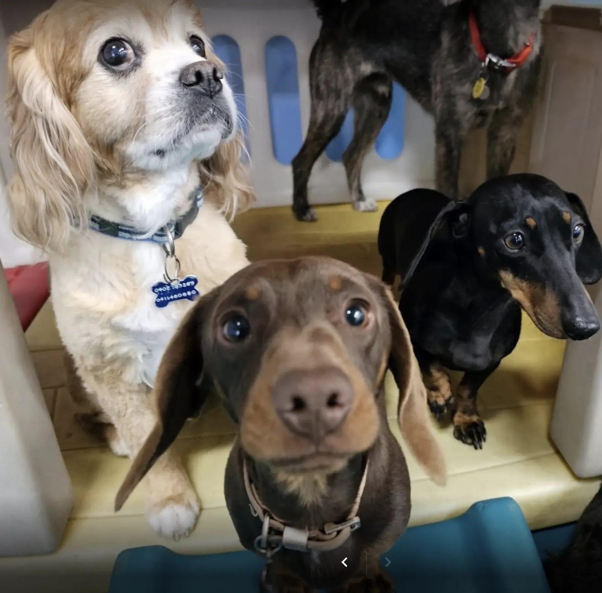 A Group of Dogs — Pams Dog Day Club In Moolap, VIC