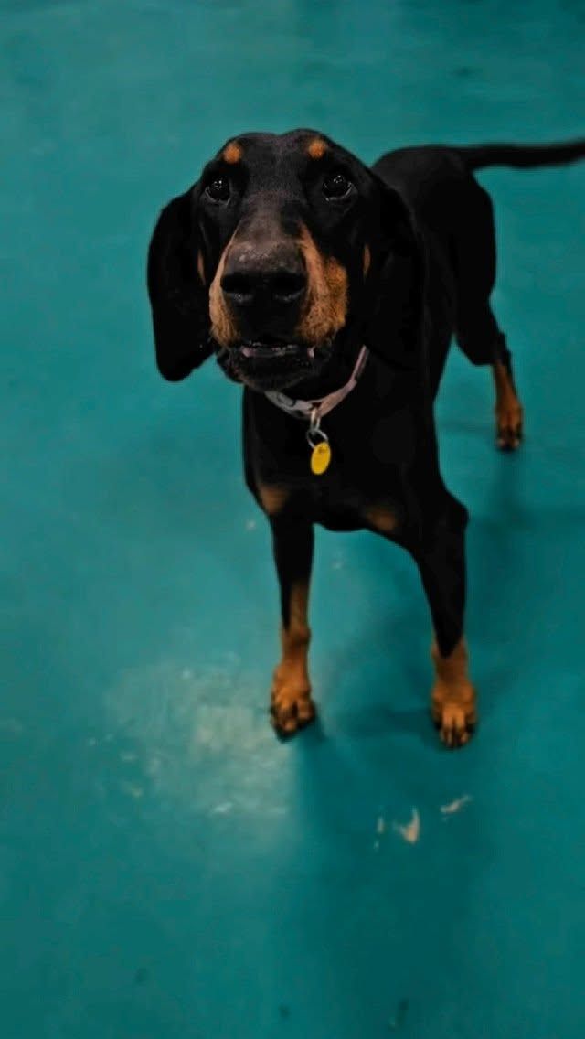 A Black and Brown Dog is Standing on a Blue Floor — Pams Dog Day Club In Moolap, VIC