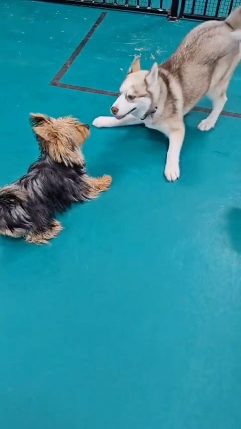 Two Dogs Are Playing With Each Other on a Blue Floor — Pams Dog Day Club In Moolap, VIC
