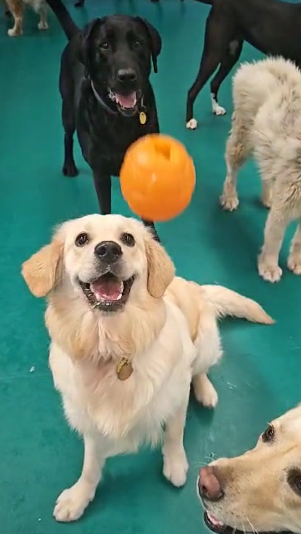 A Group of Dogs Are Playing With a Ball — Pams Dog Day Club In Moolap, VIC