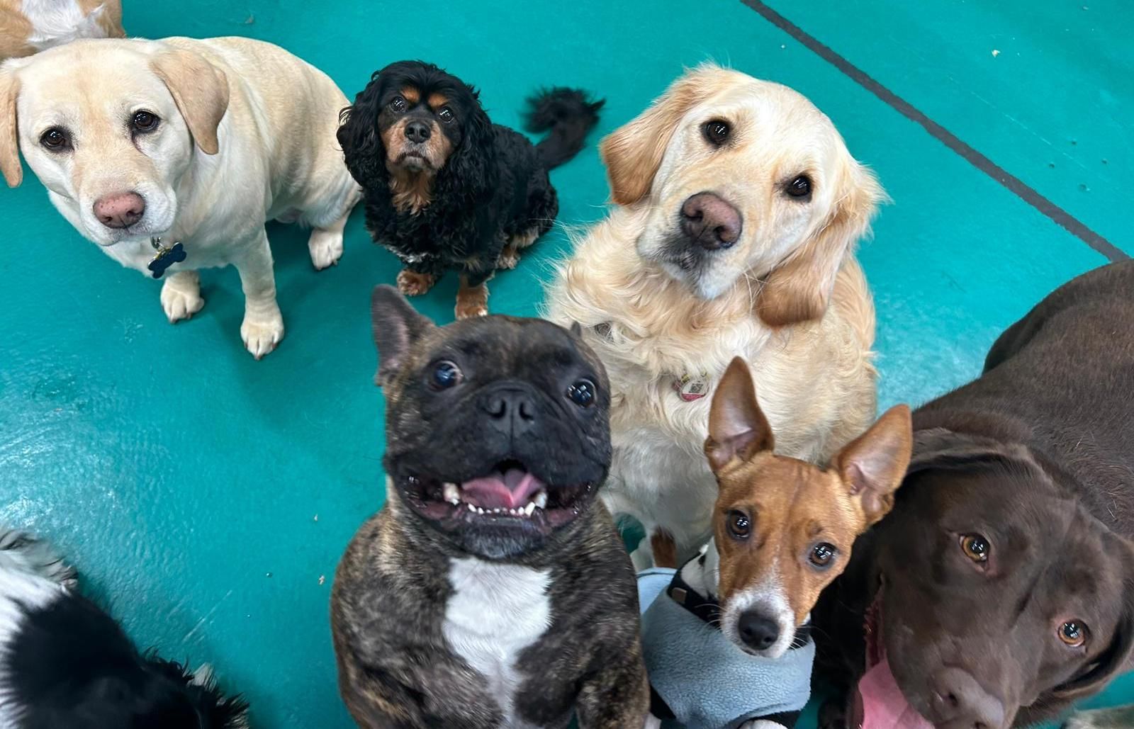 Six Dogs of Various Breeds Looking Up — Pams Dog Day Club In Moolap, VIC