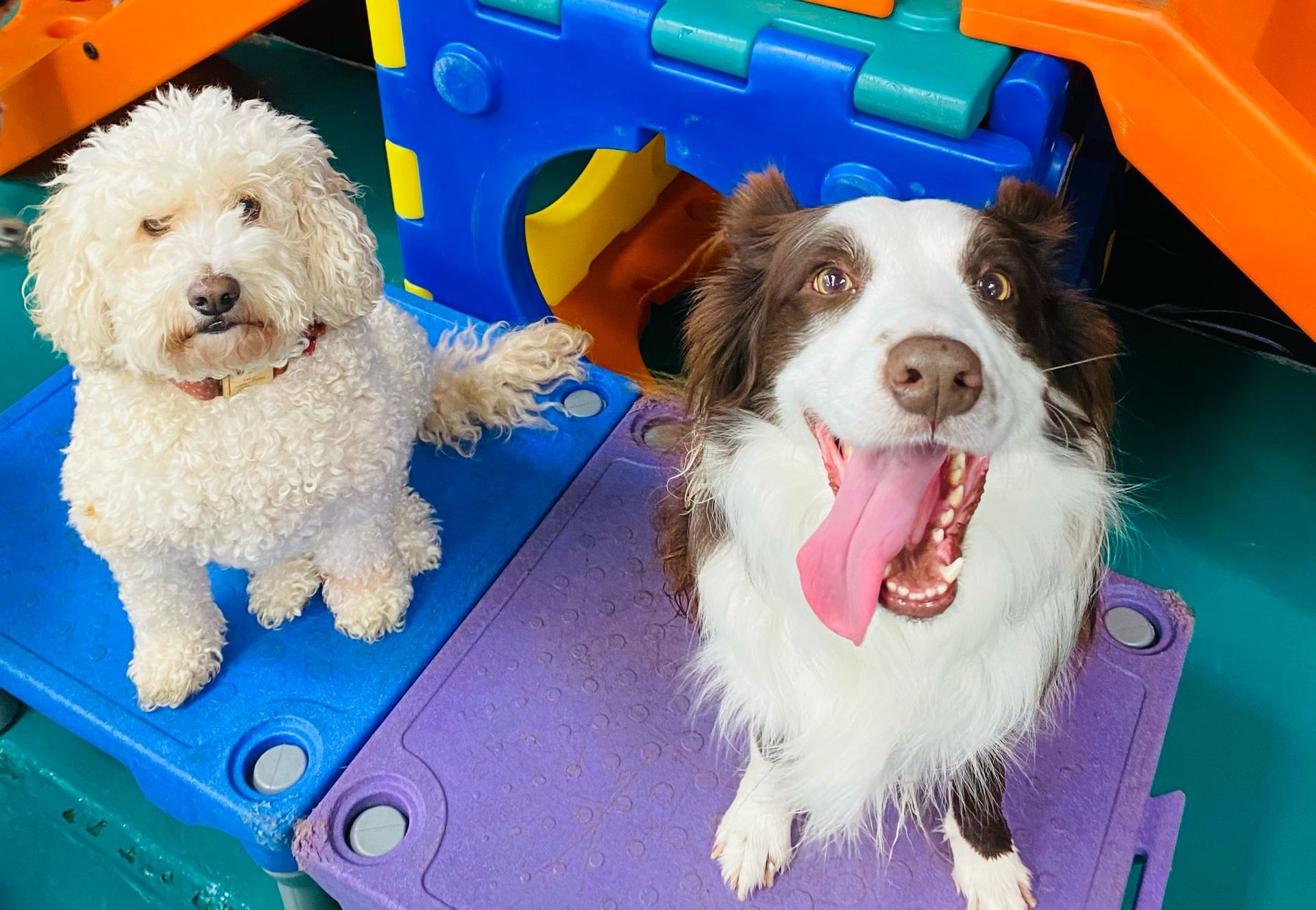 Two Dogs, a White Poodle and a Brown and White Border Collie, Sit Side-by-side — Pams Dog Day Club In Moolap, VIC