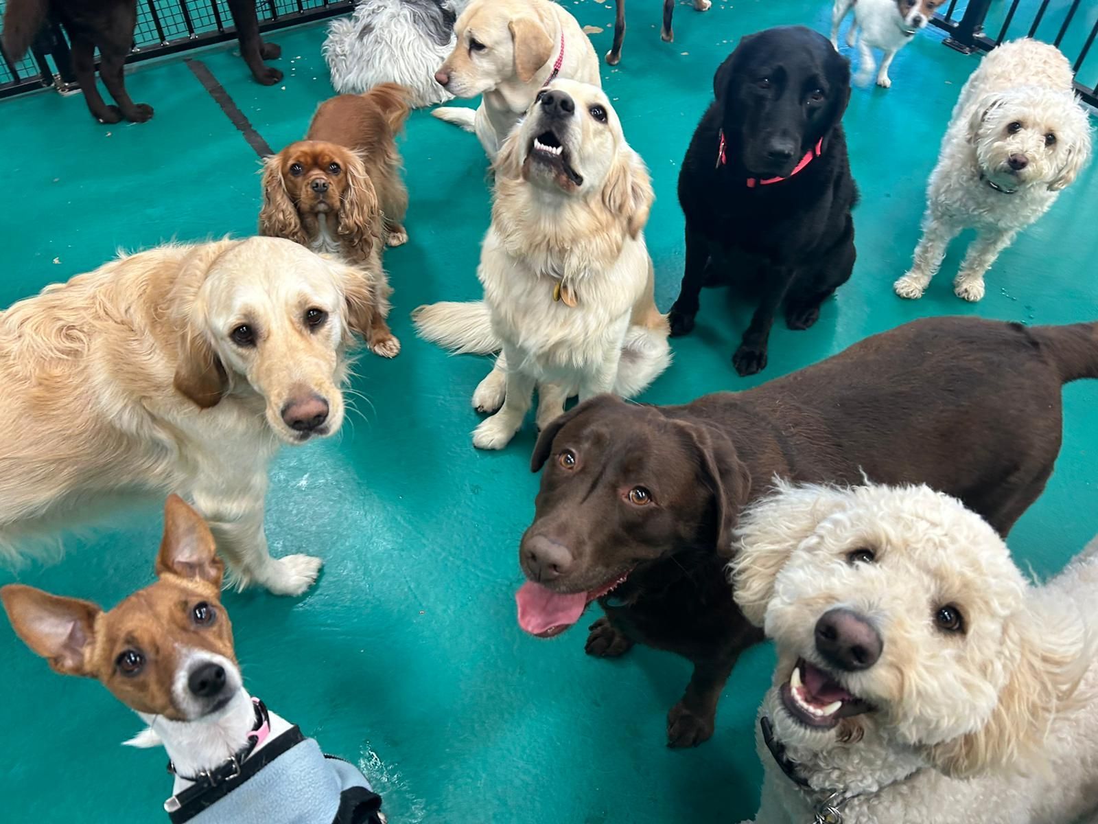 A Large Group of Dogs — Pams Dog Day Club In Moolap, VIC