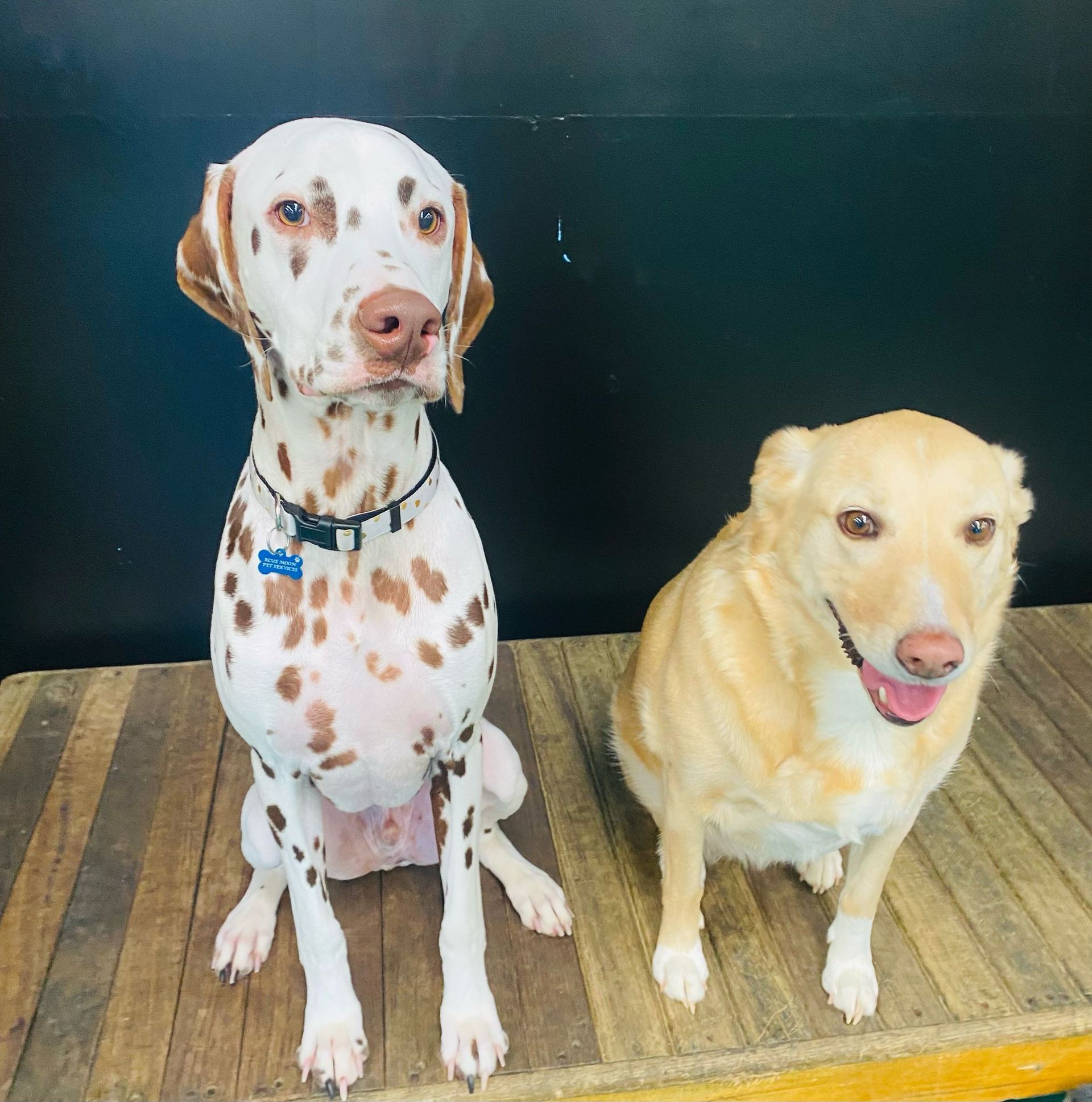 Two Dogs Sitting on a Wooden Surface. a Dalmatian With Brown Spots and a Yellow Lab Smile — Pams Dog Day Club In Moolap, VIC