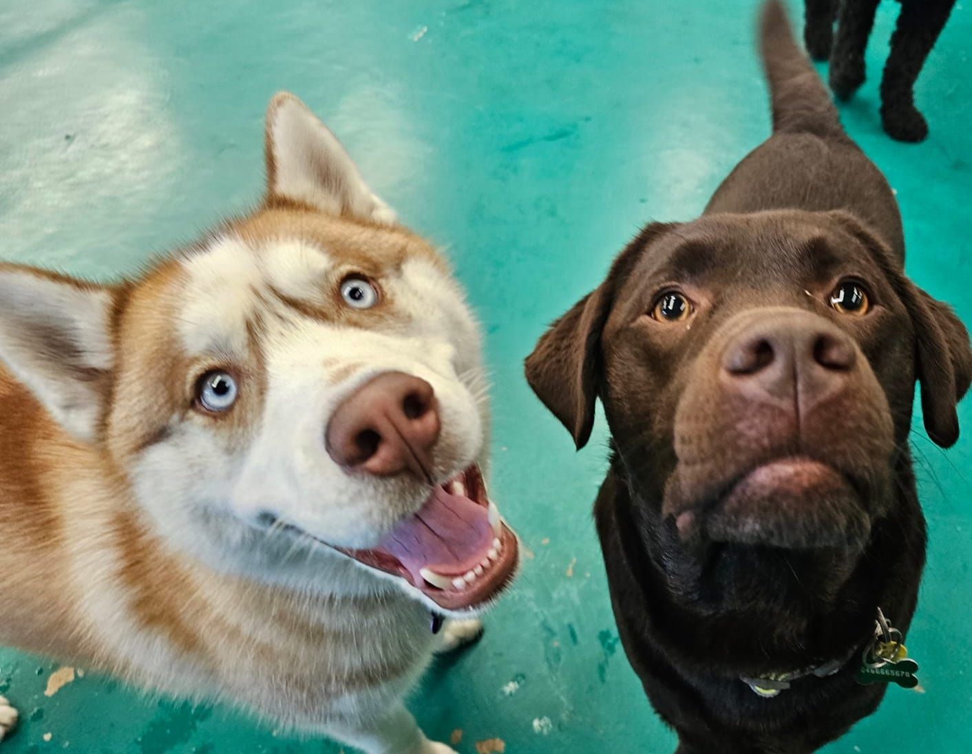 Close-up of Two Dogs, a Brown and White Husky With Blue Eyes, and a Chocolate Lab — Pams Dog Day Club In Moolap, VIC