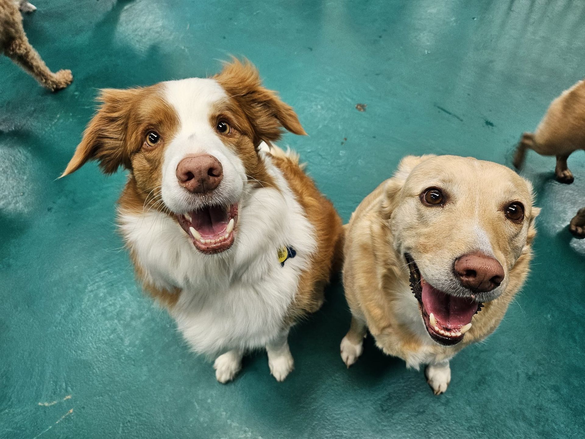 Two Happy Dogs Looking Up at the Camera; One Brown and White — Pams Dog Day Club In Moolap, VIC