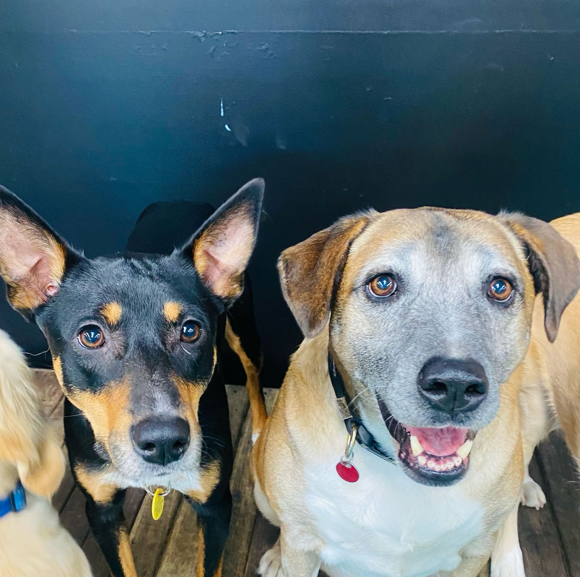 Two Dogs, One Black and Tan, One Tan With Greying Muzzle — Pams Dog Day Club In Moolap, VIC