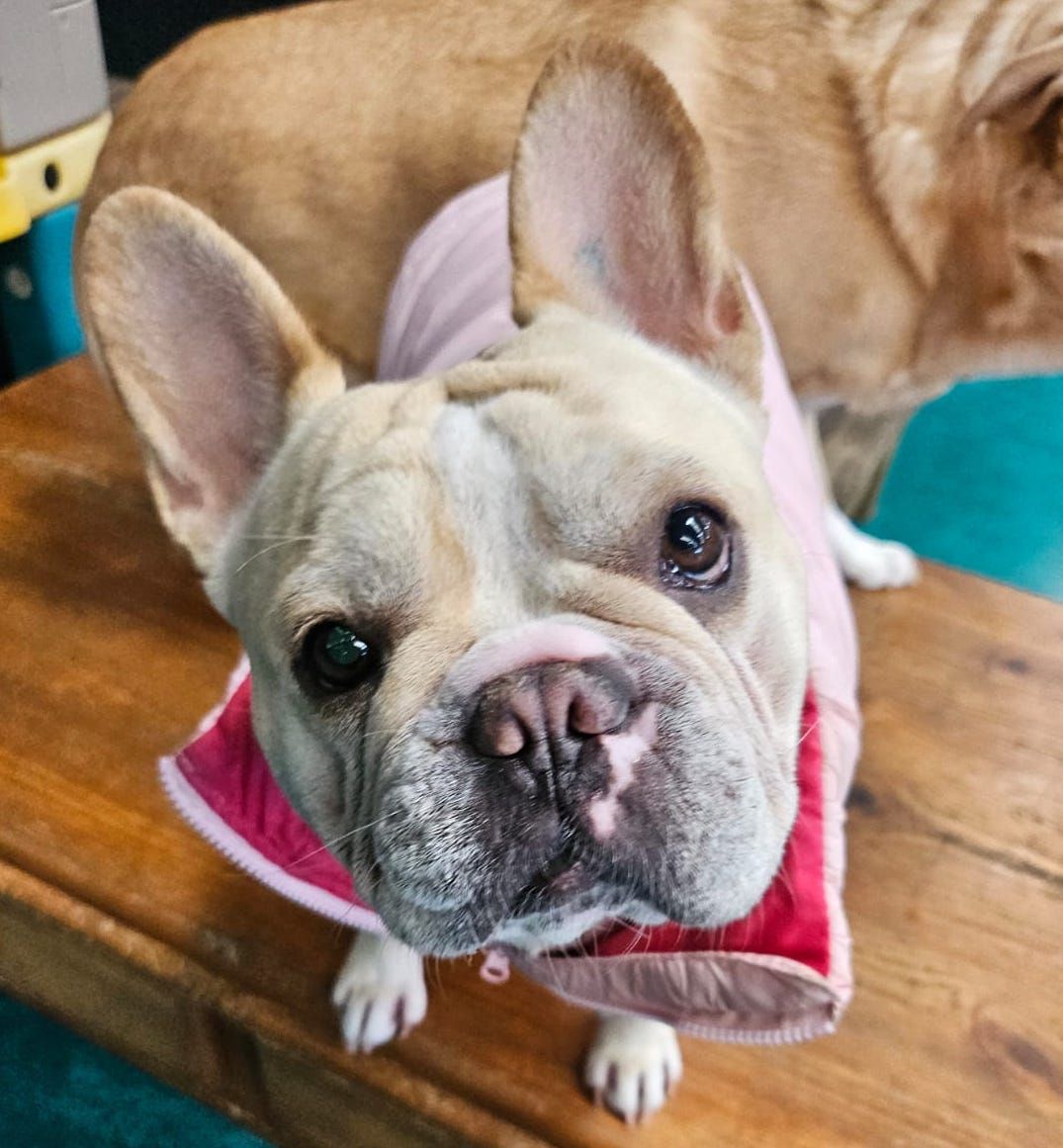 A French Bulldog With a Pink Collar Looks Up at the Camera — Pams Dog Day Club In Moolap, VIC