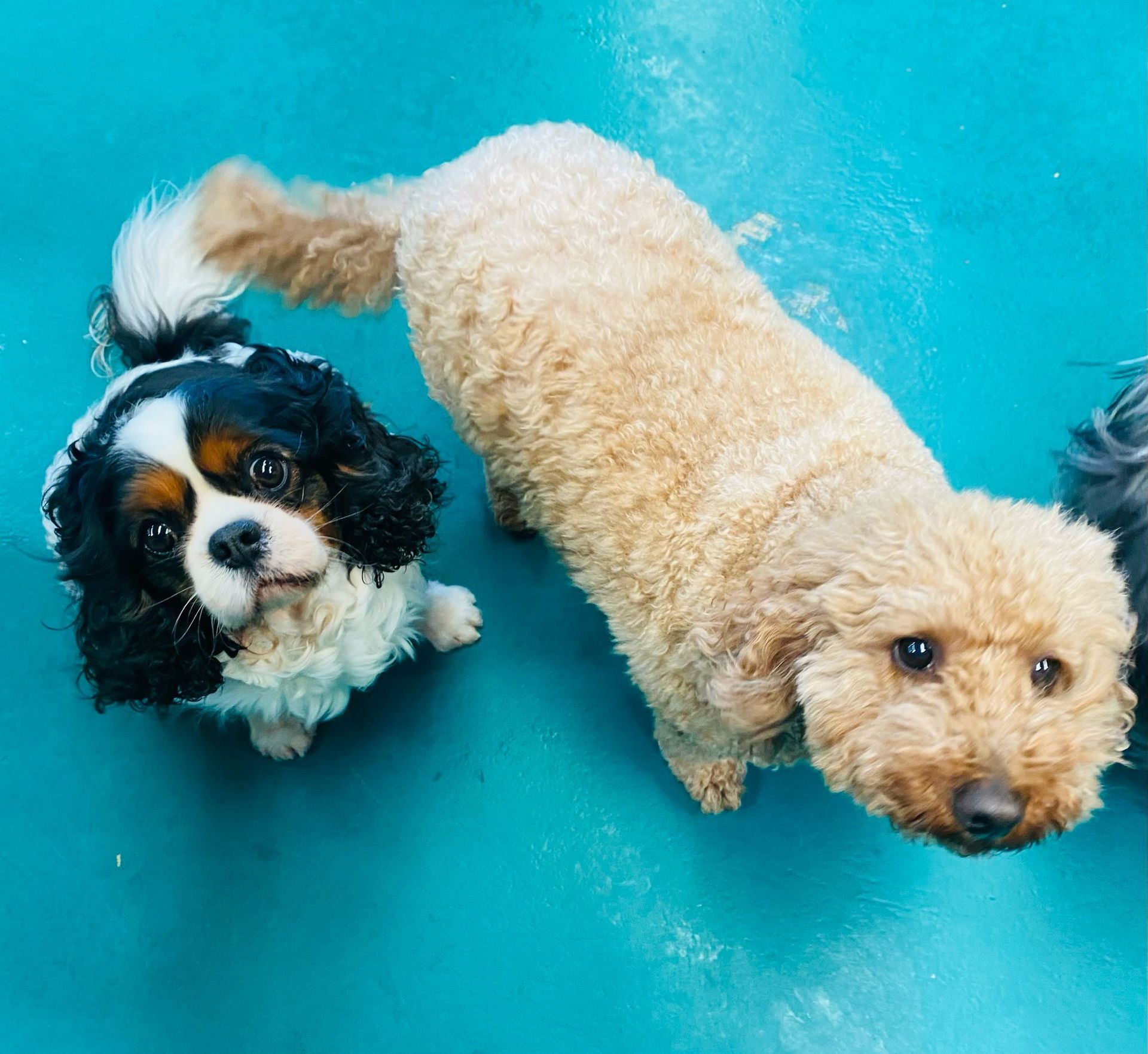 Two Dogs, One a Cavalier King Charles Spaniel With Black and White Markings — Pams Dog Day Club In Moolap, VIC
