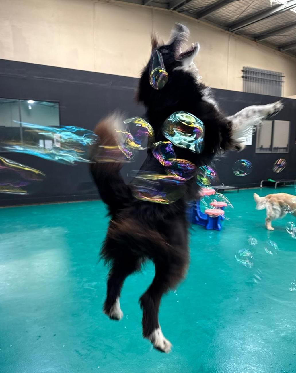 Black Dog Leaping to Catch Bubbles in a Blue-floored Indoor Space — Pams Dog Day Club In Moolap, VIC