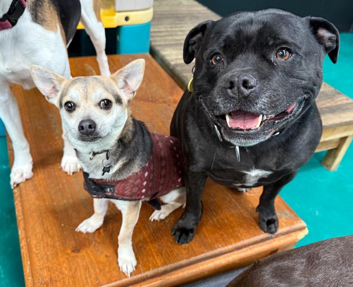 Two Dogs, a Tan Chihuahua in a Vest and a Black Staffordshire Bull Terrier — Pams Dog Day Club In Moolap, VIC