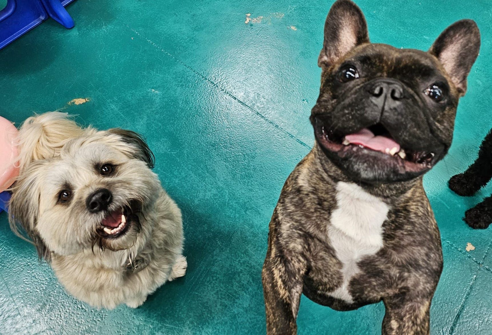 Two Smiling Dogs, One a Fluffy White Shih Tzu Mix — Pams Dog Day Club In Moolap, VIC