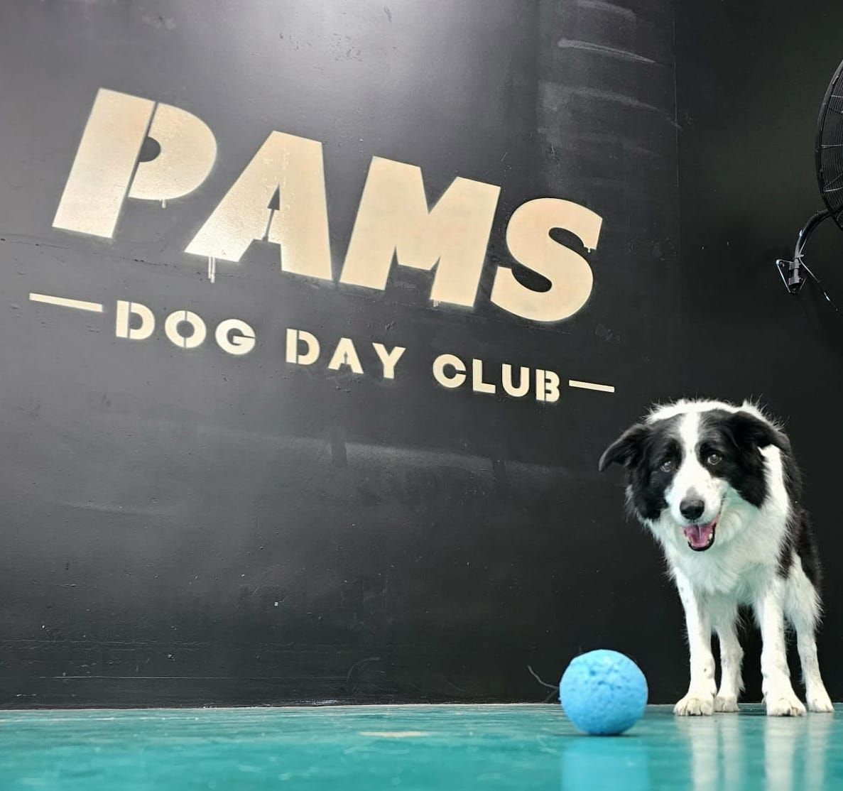 Border Collie Dog Stands Beside a Blue Ball in Front of a Black Wall — Pams Dog Day Club In Moolap, VIC