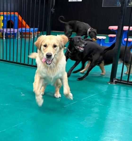 Golden Retriever Dog Running Toward the Camera With Tongue Out — Pams Dog Day Club In Moolap, VIC