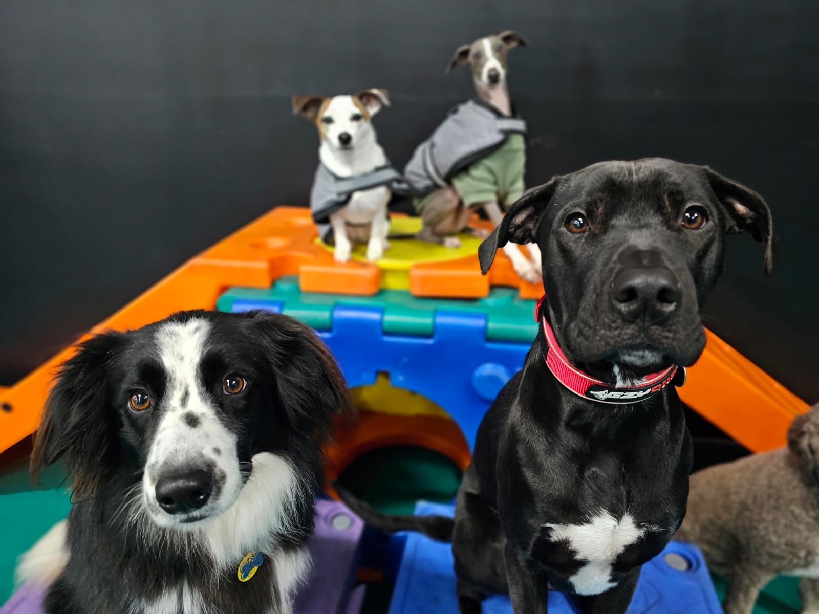 Five Dogs of Varying Breeds on and Around a Colourful Play Structure — Pams Dog Day Club In Moolap, VIC