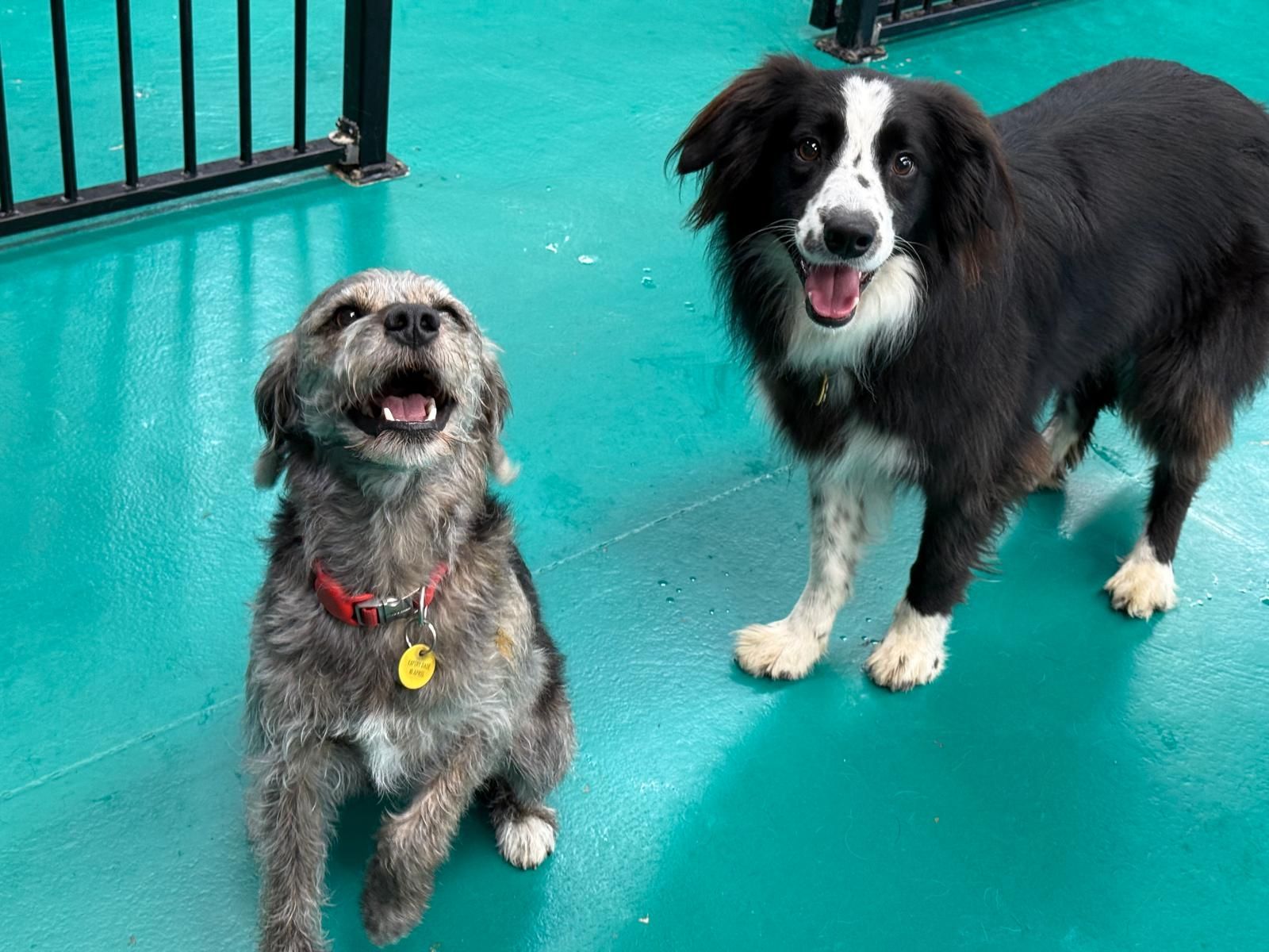 Two Dogs on a Teal Surface: One Gray, One Black and White — Pams Dog Day Club In Moolap, VIC