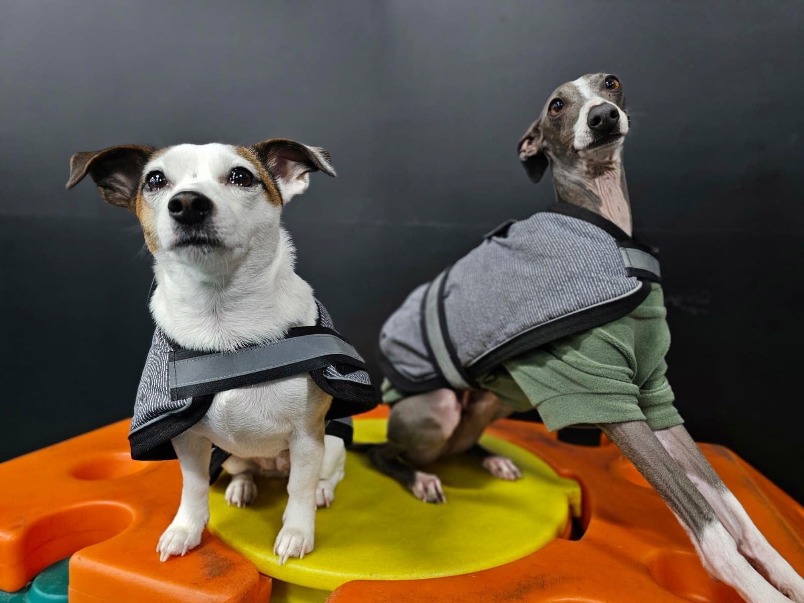 Two Dogs in Jackets Sit on a Colourful Platform — Pams Dog Day Club In Moolap, VIC