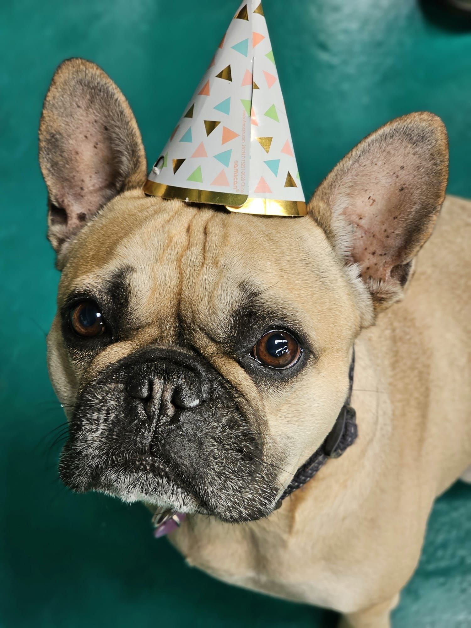 French bulldog wearing a party hat, looking up with a slightly sad expression — Pams Dog Day Club In Moolap, VIC