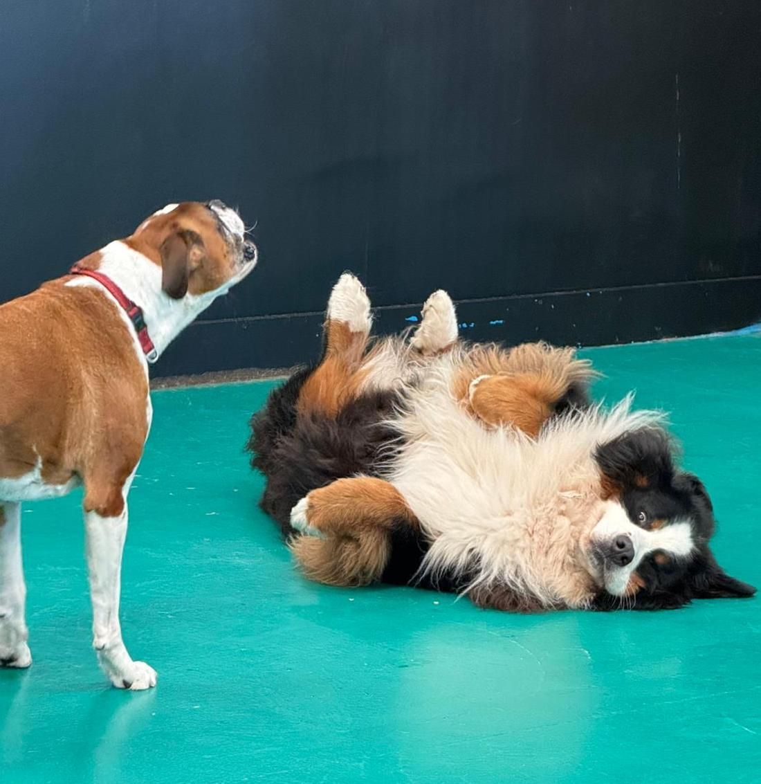 Brown and white dog watches a Bernese Mountain dog rolling on its back on a green floor — Pams Dog Day Club In Moolap, VIC