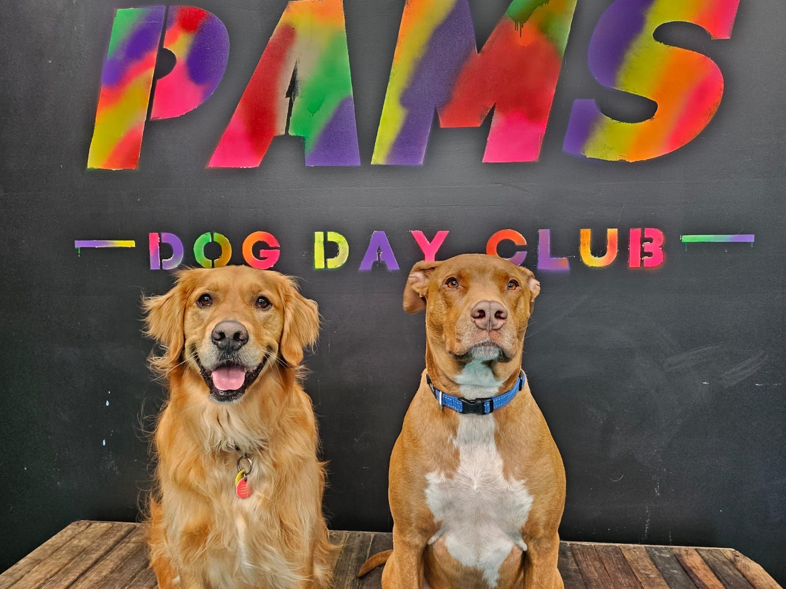 Two black Newfoundland dogs looking up with happy expressions. They are in a teal-coloured space — Pams Dog Day Club In Moolap, VIC