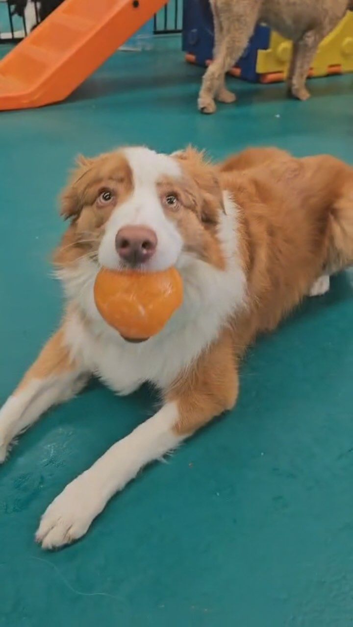 A Brown and White Dog is Laying Down With a Toy in Its Mouth — Pams Dog Day Club In Moolap, VIC