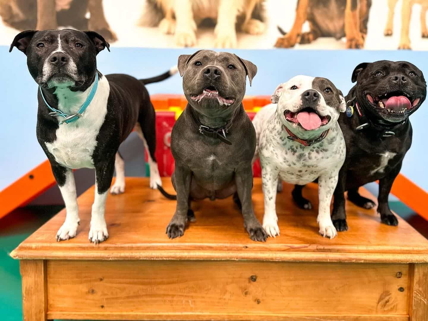 A Bunch of Dogs — Pams Dog Day Club In Moolap, VIC