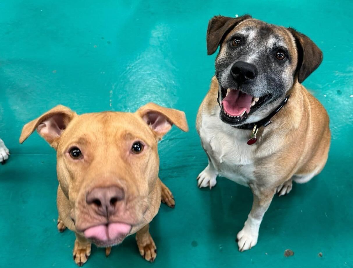 Two Dogs Are Sitting Next to Each Other — Pams Dog Day Club In Moolap, VIC