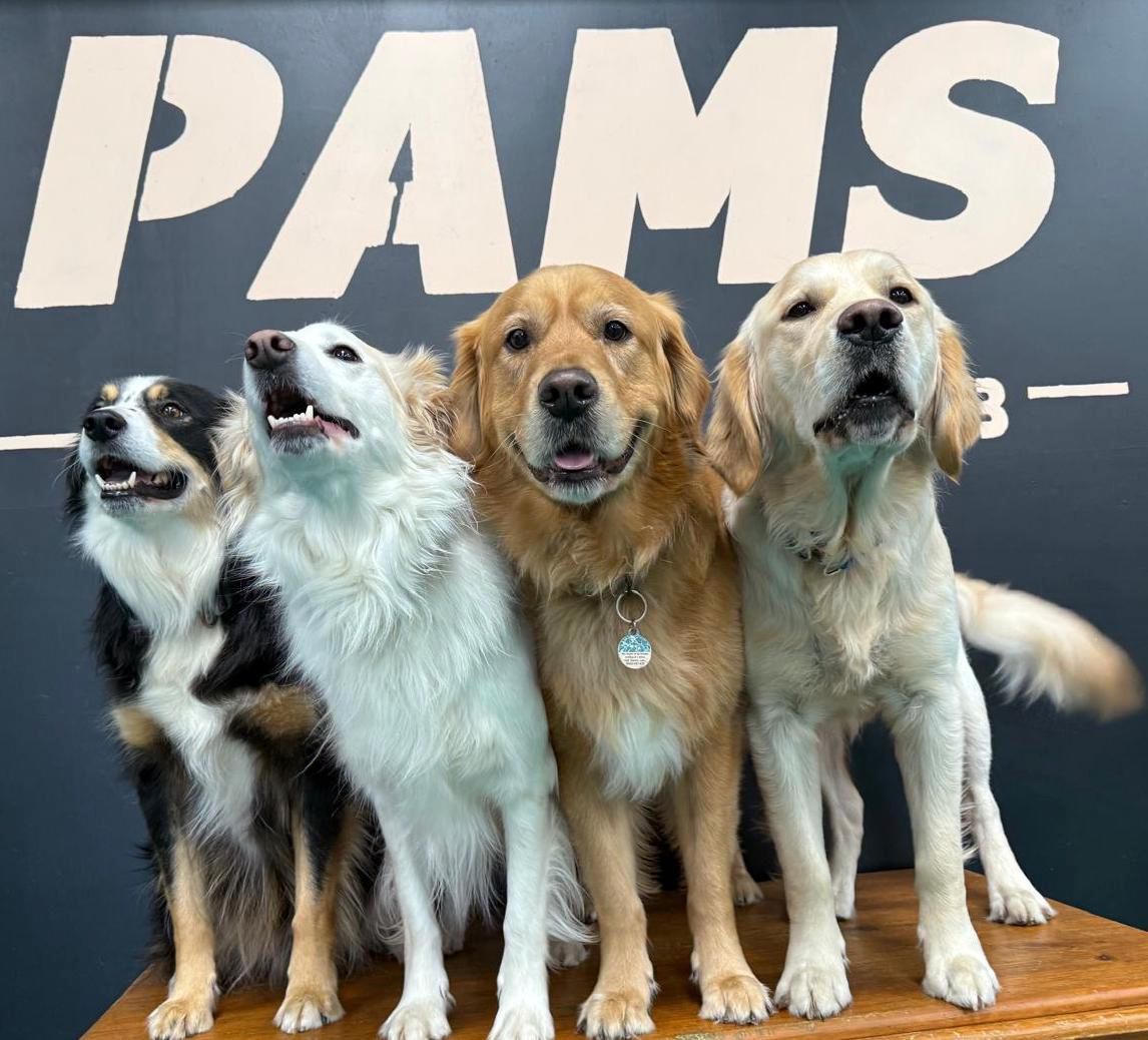 A Dog is Laying on Its Back on a Bed — Pams Dog Day Club In Moolap, VIC