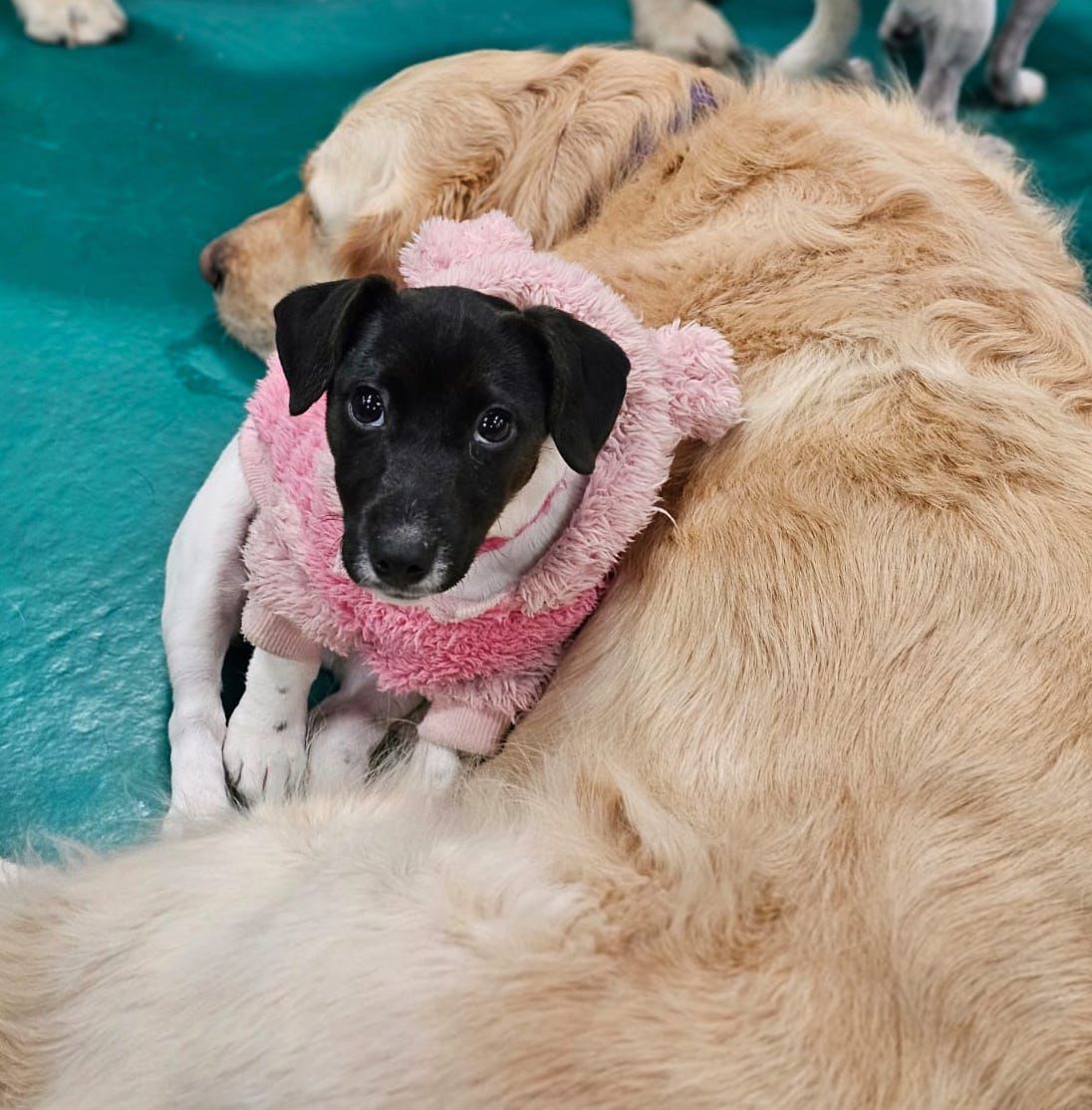 Small black and white puppy in pink sweater snuggled on a golden retriever — Pams Dog Day Club In Moolap, VIC