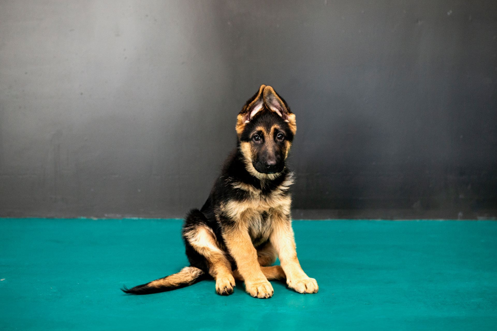 German Shepherd puppy sitting on a teal surface, looking up against a dark gray background — Pams Dog Day Club In Moolap, VIC